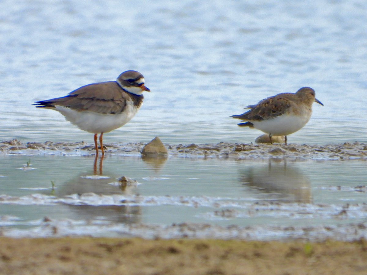 Temminck’s stint, Lebberston Flash Educational to compare size to ringed plover this morning. Glad has roosted safely and here again today for my first views. Many thanks to @Markthebirder for find and @AddeyNick for heads up. @BirdGuides @nybirdnews @teesbirds1 @waderquest
