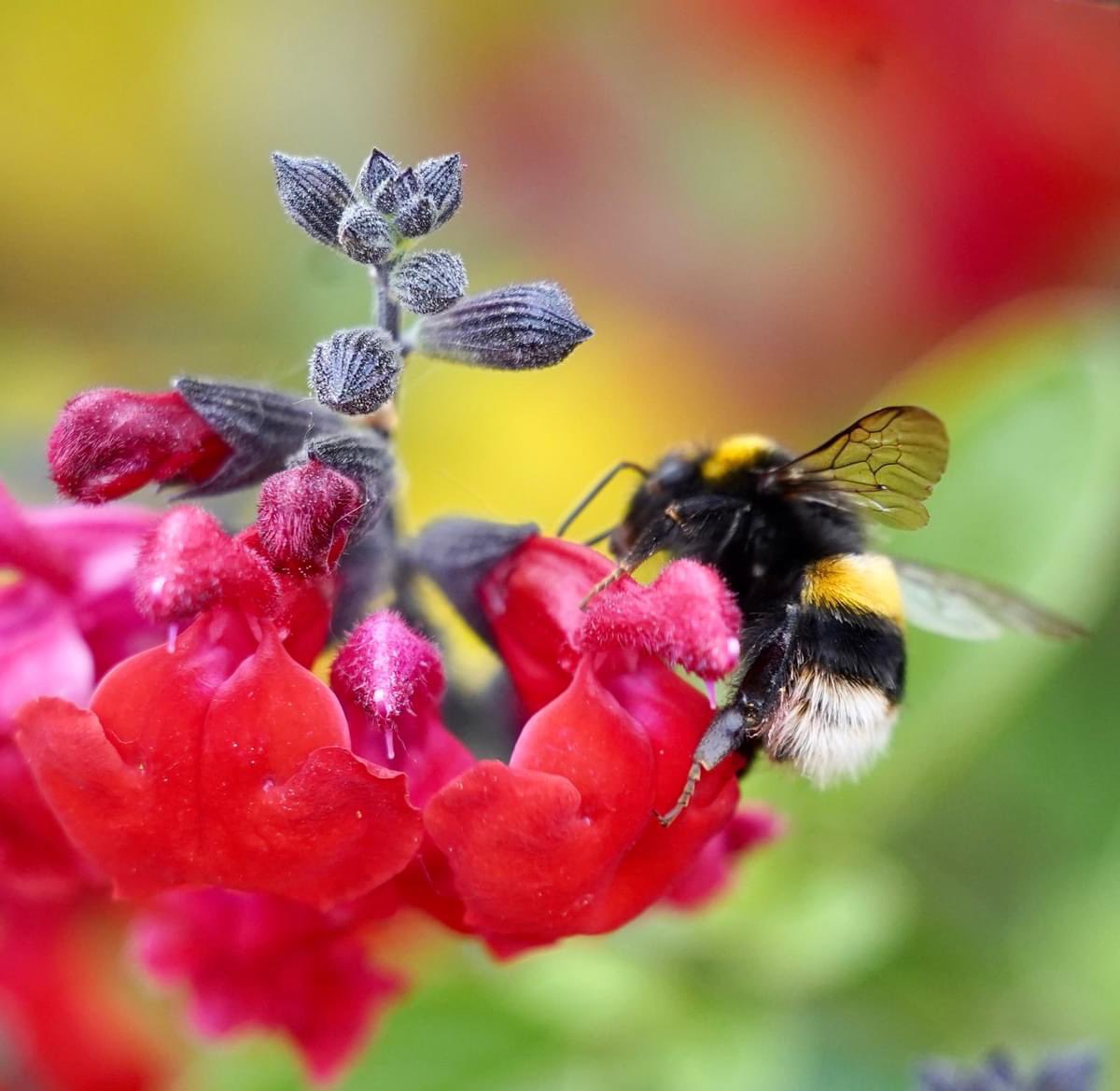 Remember that Bumblebee does something impossible every day! 🐝Good morning everyone. Happy Tuesday 🌼🌸🌼🌸🌼🌸🌼🌸🌼#nature #NaturePhotograhpy #Flowers #bee #bumblebee #polinators #TuesdayFeeling #nikon #nikoncreators @UKNikon