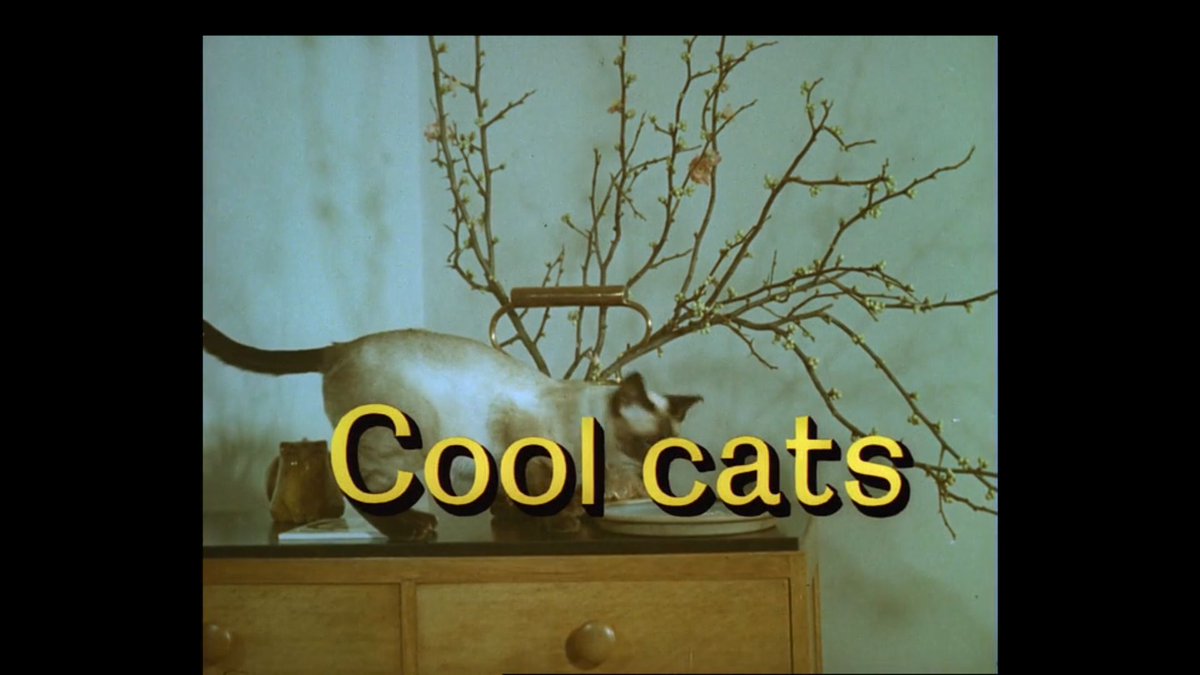 Attention cat lovers! A marvellous look at the world of cats in LOOK AT LIFE: COOL CATS (1965) 10:10am premiere episode on #TPTV from moggies to the new breeds!