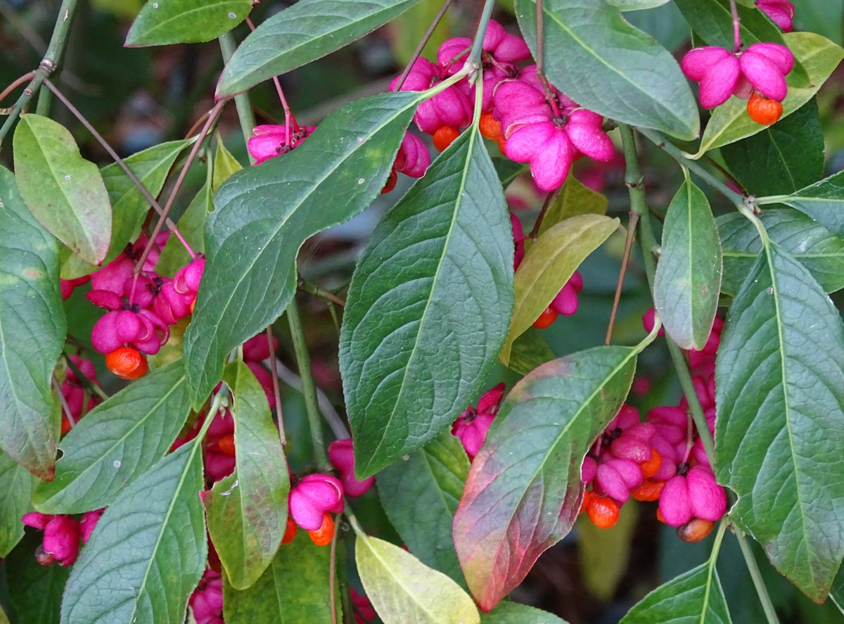 These are Spindle flowers, a UK native tree that's often overlooked. Flowering now, they might not be that exciting, but the fruits that follow... Great tree for a garden, small, attractive fruits & autumn colour & great for distracting Blackfly from your veg! @Kate_Bradbury