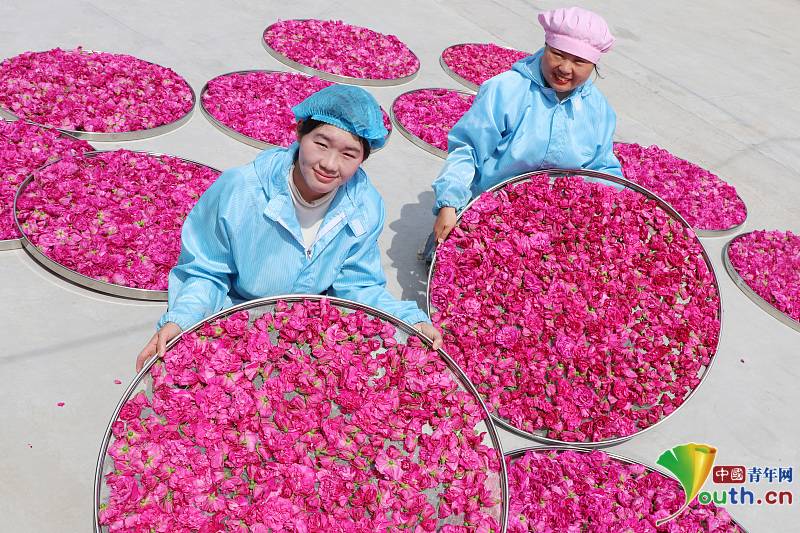 On May 13, 2024, in #Lianyungang, Jiangsu Province, flower farmers were busy harvesting fresh-eating roses at the #rose planting base in Dongtiao Village, Xiache Town, Guanyun County.
In the early summer, the fresh-eating roses at the rose planting base in Dongtiao Village,…