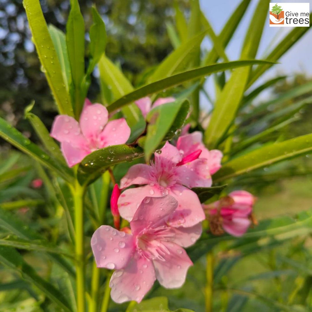 Give Me Trees Trust: Journey through our lens and witness these flowers blooming on our plantation site. 🌳🌸 Discover the magic as our green mission blooms into vibrant life and flourishing ecosystems!🌷✨ #givemetrees #flowers #bloomingflowers #natureartistry #botanicalbeauty
