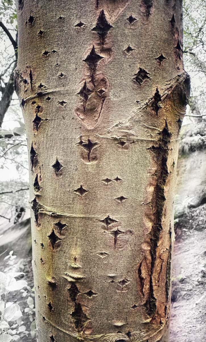 Happy #thicktrunktuesday tree people 🌳 Spotted this beauty last month at Black Rocks in #Derbyshire, UK. An Aspen I believe. Who needs diamonds when you can find diamonds on trees ❤️ #trees #nature #see #notice #appreciate #natureconnection @keeper_of_books @tansyleemoir