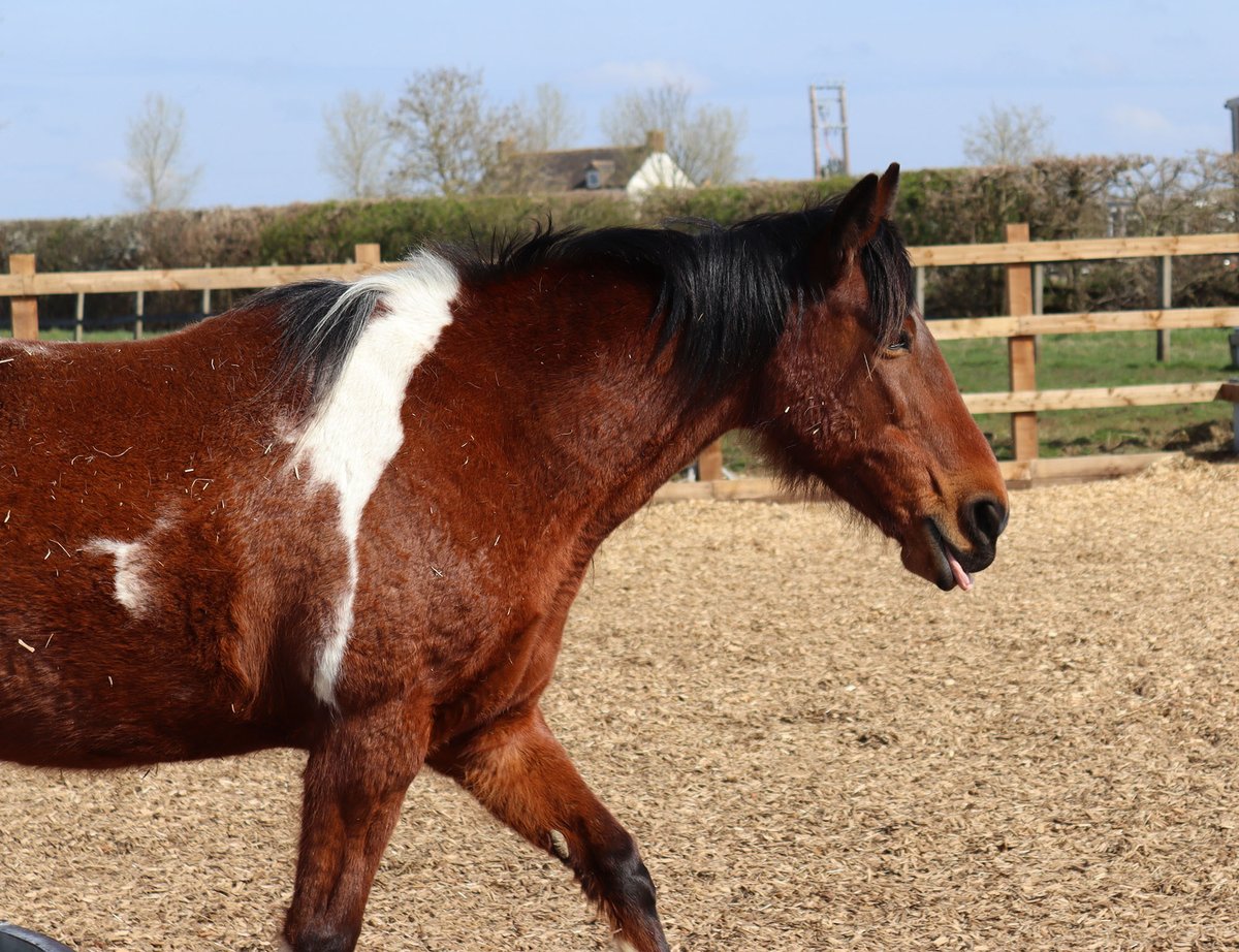 Is that a little #TongueOutTuesday we spy Cowslip as you casually stroll on by?! 🤣😝 #RedwingsOxhill redwings.org.uk/visit/oxhill