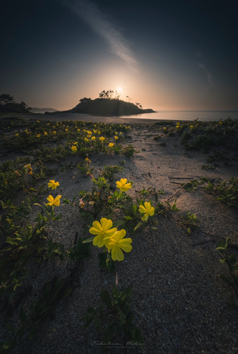 朝の海岸と黄色い花 #seascape #landscapephotography #tokyocameraclub