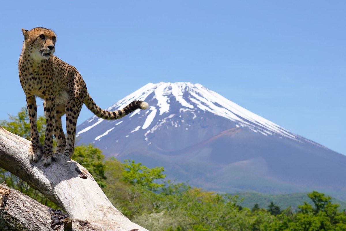 富士山の絶景を堪能した後は、 こちらの様子も見てくれました 📷 #チーター #cheetah