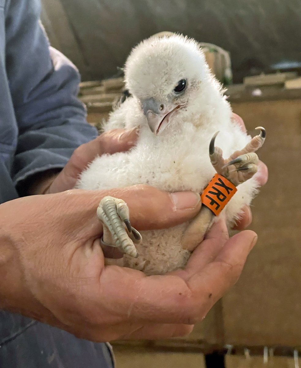 Jim Graham (@cropstonbirder) on Twitter photo The three @LeicsPeregrines chicks were ringed under license on the 13th May <a href="/LeicsCathedral/">Leicester Cathedral</a> They all looked fit and healthy. <a href="/KRIIICentre/">KRIII Visitor Centre</a> The three @LeicsPeregrines chicks were ringed under license on the 13th May <a href="/LeicsCathedral/">Leicester Cathedral</a> They all looked fit and healthy. <a href="/KRIIICentre/">KRIII Visitor Centre</a>
