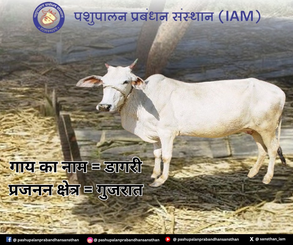 #IAM #animalhusbandry #rajasthan #gopalan #trainingacademy #products #training #cowbreeds #products #intrestingfactsinhindi #followuson