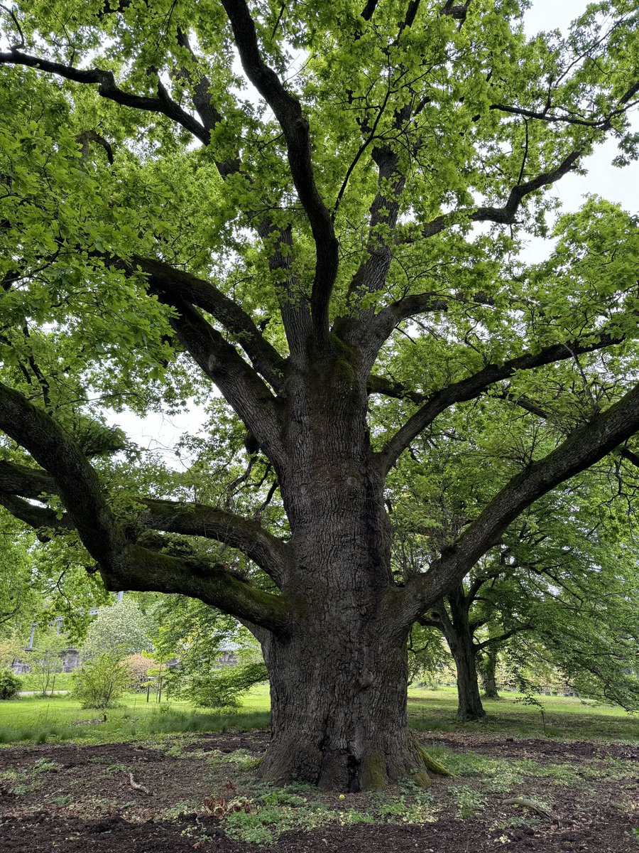 Happy #thicktrunktuesday from the three centuries old Quercusrobur L. in the botanical gardens in Geneva.
#pedunculateoak #oak #tree #trees