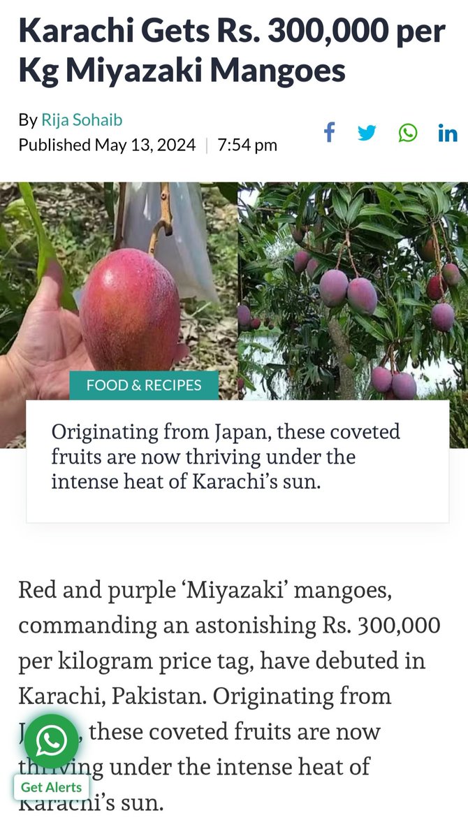 Japan's premium 'Miyazaki' mangoes-sold for upto PKR 300,000 per KG in international markets like Dubai-grown successfully in Karachi's Malir, an ecosystem our influential be ruining for flyover sprawl