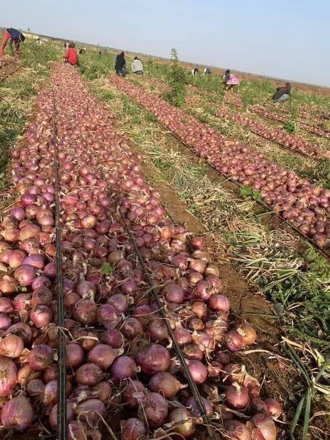 ONION FARMING Business 1. Grow them in soil with pH of 6-7 2. Know your soul type to apply fertilizer in right quantity. 3. With proper farm management, you harvest up to 25 tons/ha with 3 to 4 months. Isn’t it an ideal business?