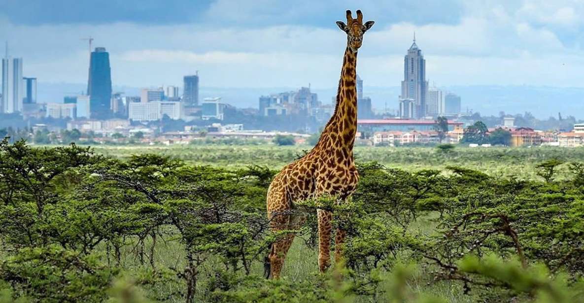 #tanieloty Nairobi KENIA 🌍 z Madrytu ( bardzo dobre i tanie połączenia z Warszawy ) w mega dobrej cenie ! 5-12 czerwca. OBSERWUJ 🧐 po więcej #Nairobi #Kenya #cheapflights