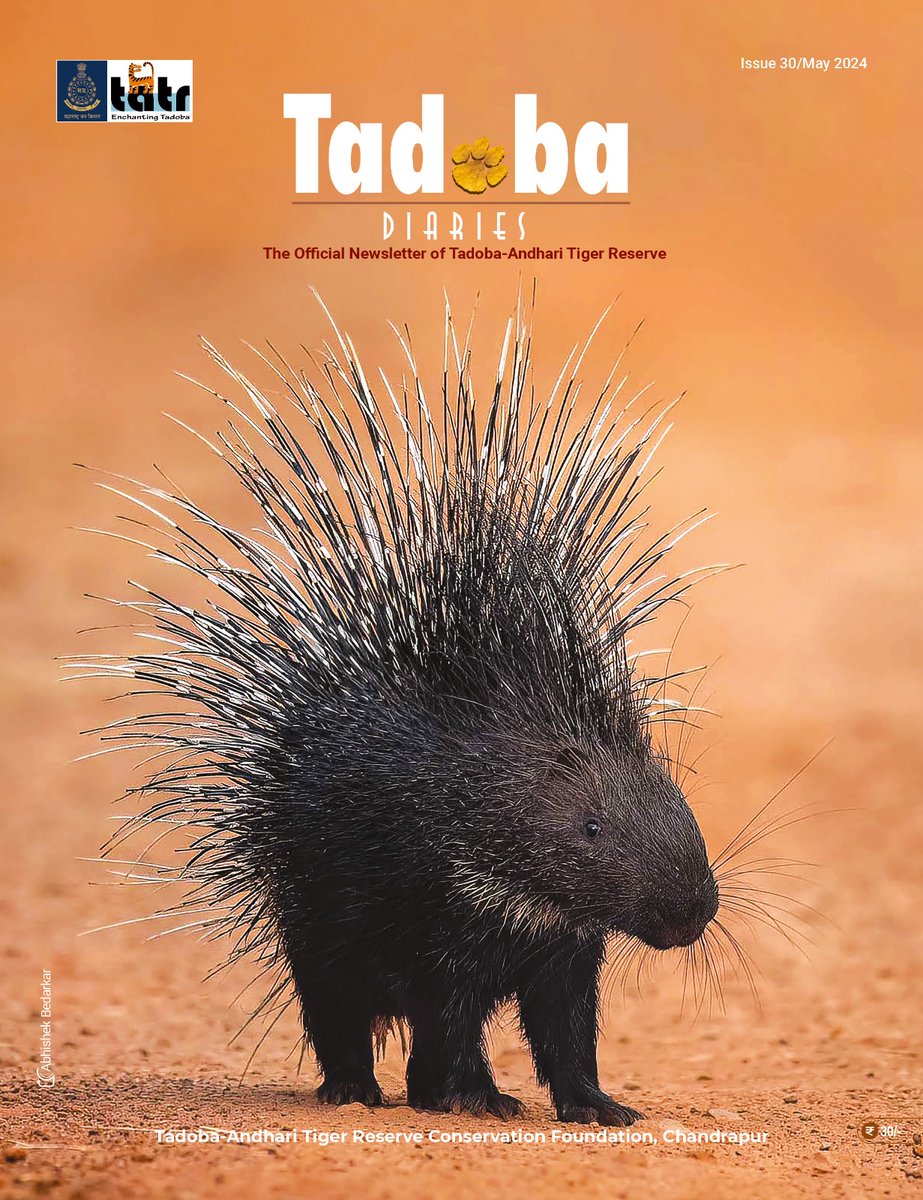 Happy to share the cover page for the Tadoba Dairies- May 2024 issue. 
Thank you Abhishek Bedarkar for contributing this fantastic image!
Please subscribe: tadobastore.com/collections/ta…

#tadobaandharitagerreserve #tadobadiaries #porcupine #wildlifestories #wildlifeconservation #forest
