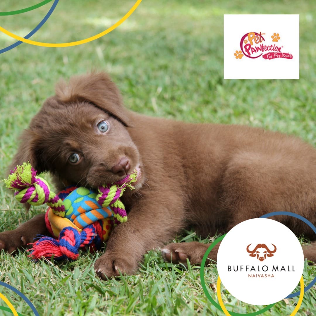 There is puppy love, and then there is... happy because he has delicious food and toys to keep them energized from someone who cares puppy love. To be sure you have the right puppy love, visit Pet Pawfection at Buffalo Mall Naivasha today.