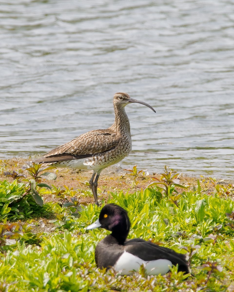 Saturday's Whimbrel at @ladywalk_nr in front of Bittern hide. Nearly spoilt by the Tufted Duck, but managed to get the whole bird in profile. Shame I missed yesterday's Curlew. @WestMidBirdClub @WestMidsBirding