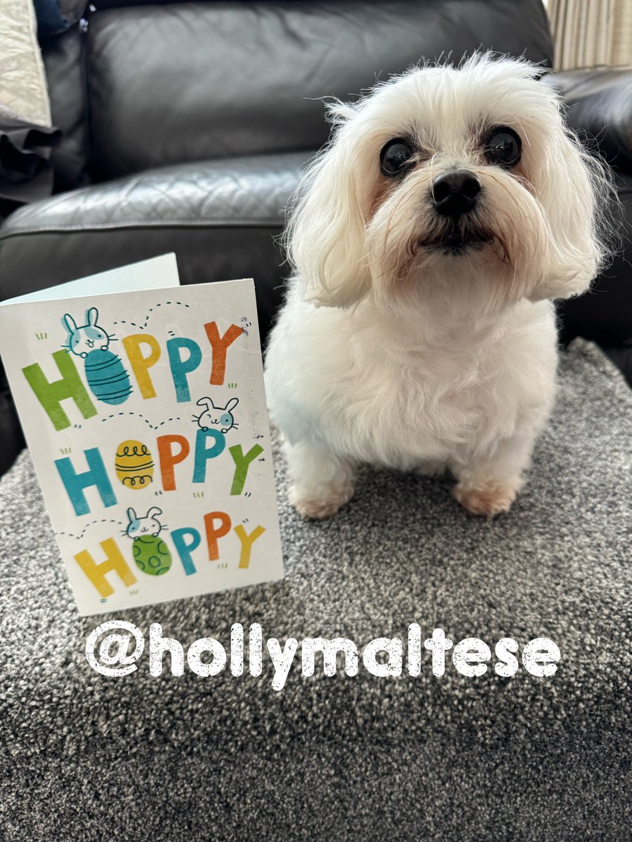 💕Morning Everyone💕 Have a the most fabby Tuesday🥰 Raining today…not gonna make me sad 😃☔️ Thank you @Goodwisa for my Easter card It arrived yesterday! Naughty Postalhoo ✉️ Postmarked 11/3/24 Love as always Hollybub x❤️ #dogsoftwitter #CatsOfTwitter #dogsofx #hollybub