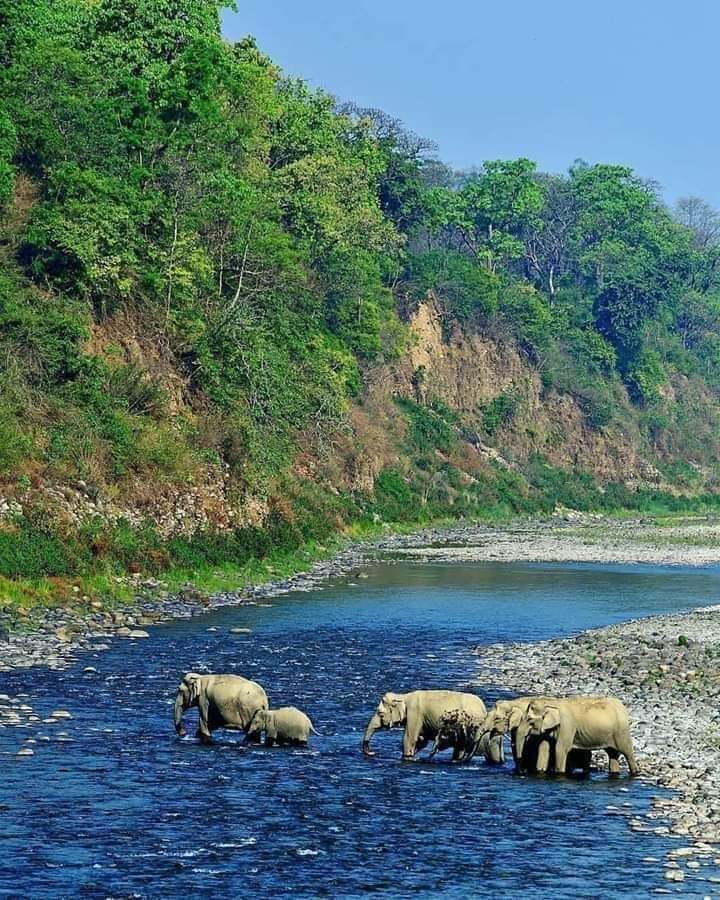 Jim Corbett National park , Uttarakhand, India ❤️🇮🇳