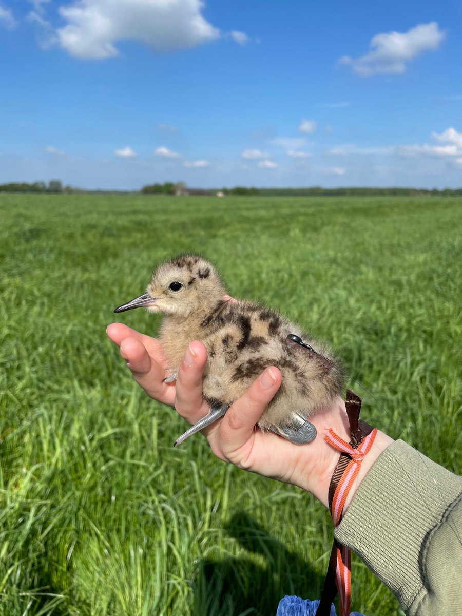 Lovely pics of recently hatched chicks from Anne Marie Loof in The Netherlands, 'They have a little tag on their back so we can find them before the farmer mows all the grass.'