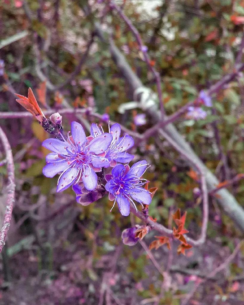 Beautiful Nature