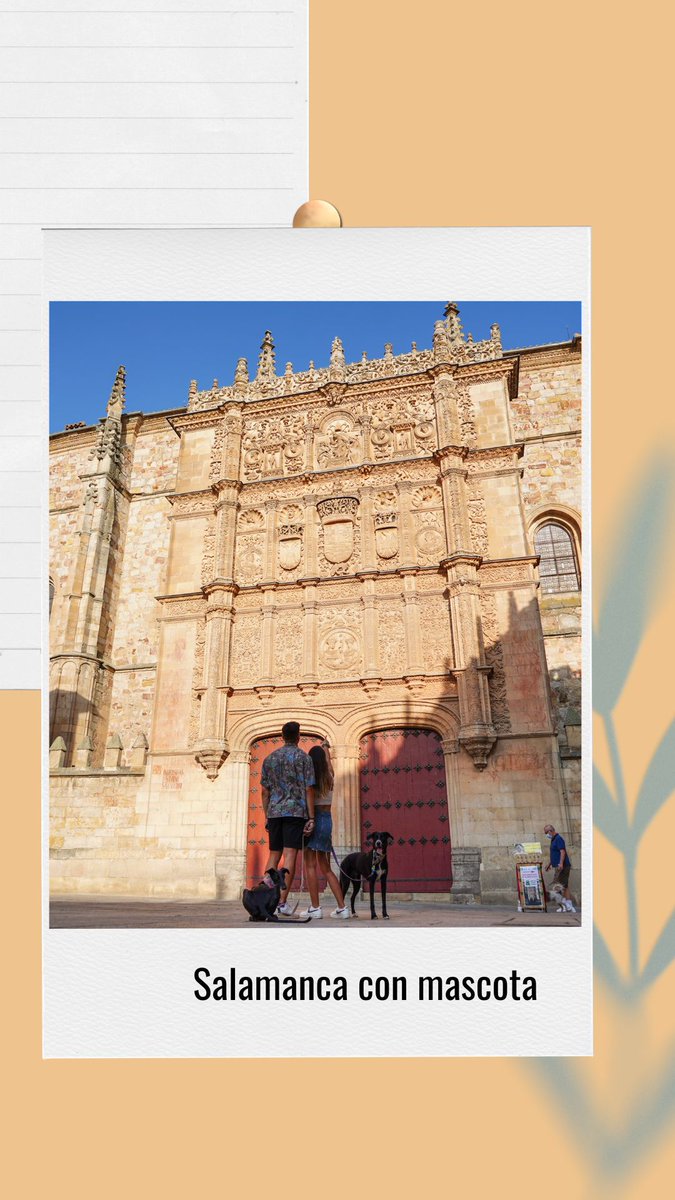 ¡Explorando Salamanca con mi compañero de cuatro patas! 🐾✨ No hay mejor manera de disfrutar esta ciudad Patrimonio de la Humanidad que paseando por sus calles empedradas y admirando su impresionante arquitectura. #Salamanca #ViajeConMascota #TurismoConMascota @PetFriend_es
