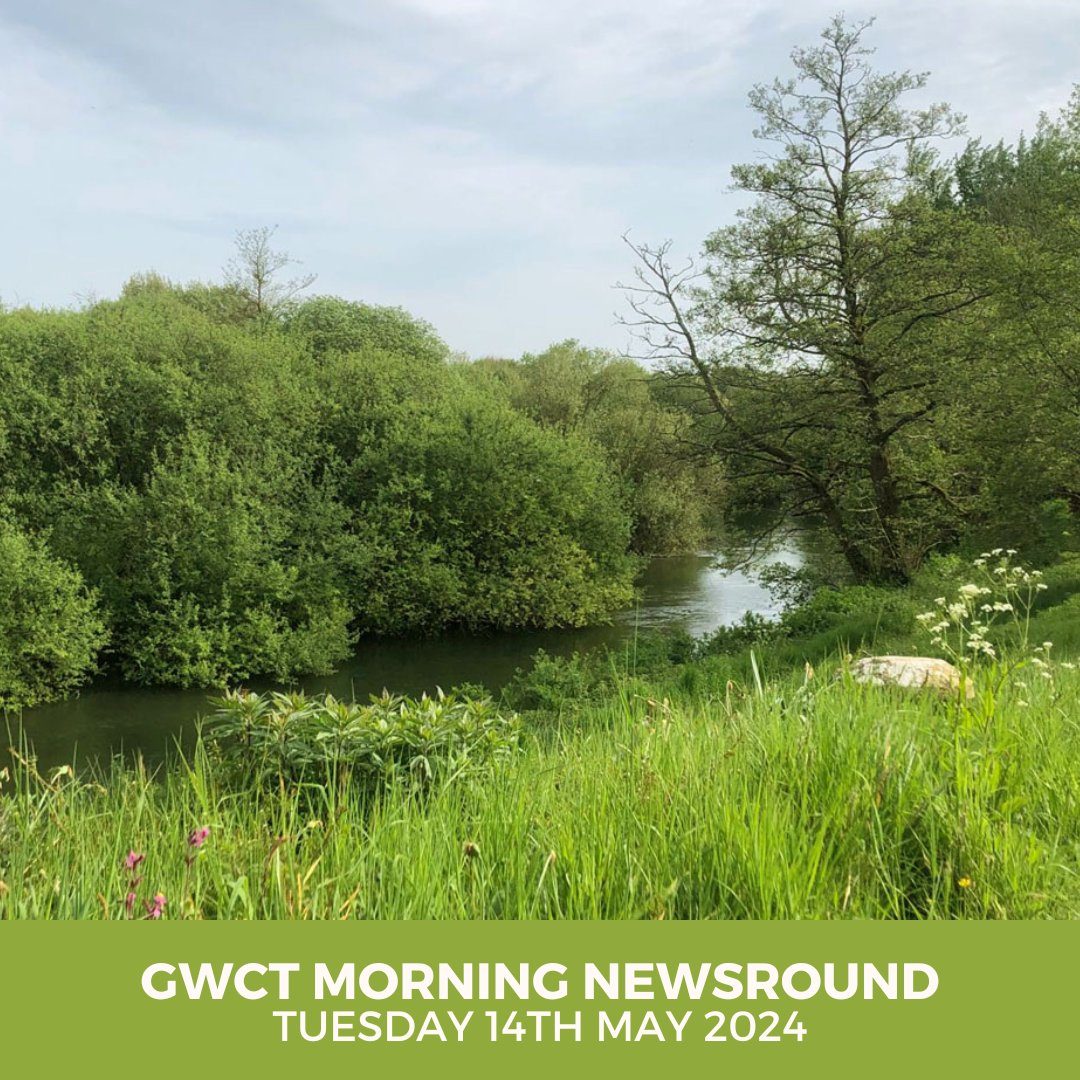 In today's #GWCT Morning Newsround: 🌱 Celebrating No Mow May 🚜 The Sustainable Farming Incentive 📖 Education – it's how we save the countryside Check out these stories and more in the Morning Briefing 👇🏼 mailchi.mp/gwct.org.uk/mo…