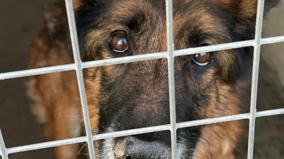 Animal Adoptions UK 🐕🦺🐈🐎❤️ tweet media