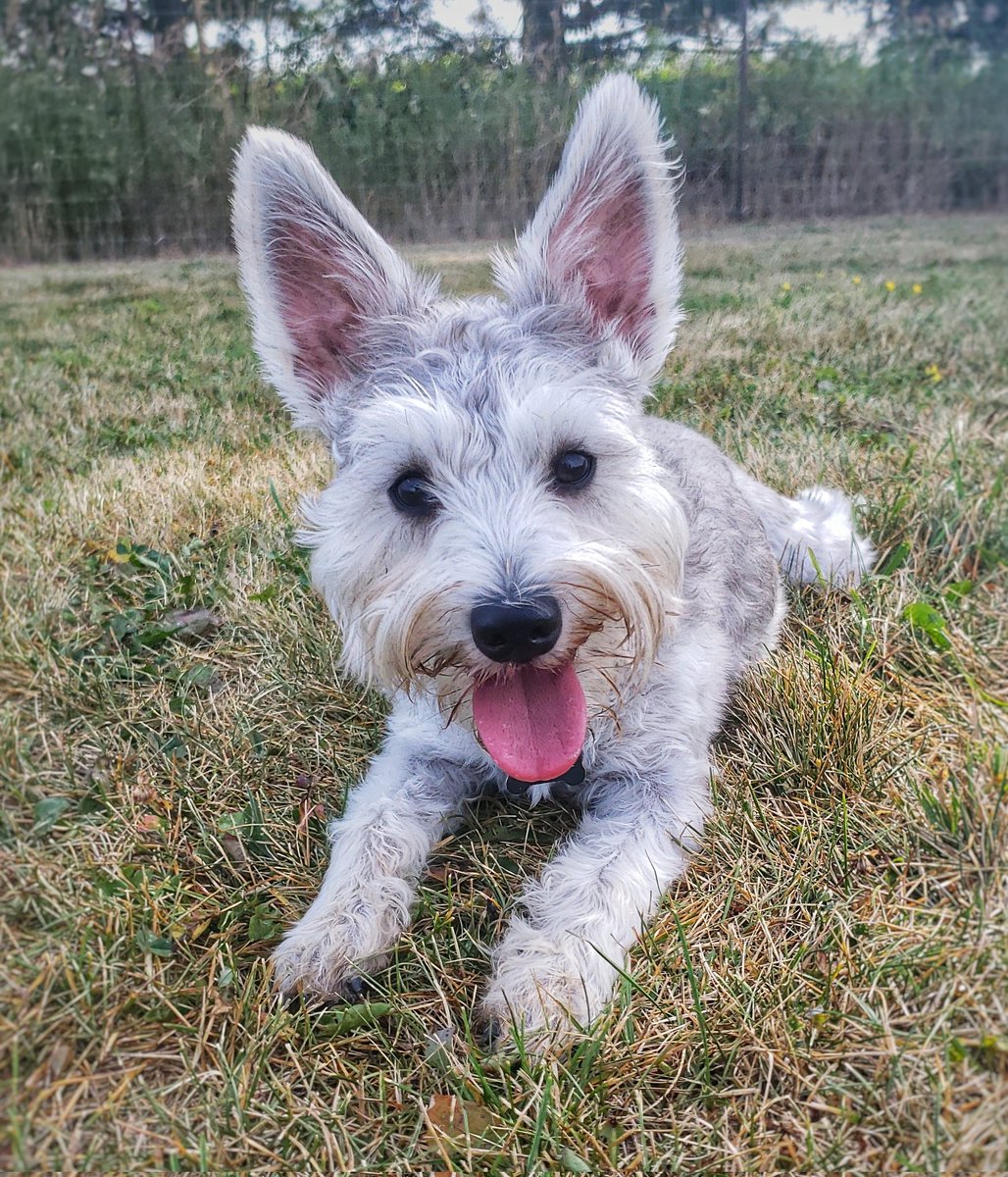 It's getting warmer outside - Cookie's #tongueoutTuesday is proof positive! 😋❤🐾🐶🐕❤ #TOT #minischnauzer #earsforsatellites #walkinthedoginwhitby #walkinthedog