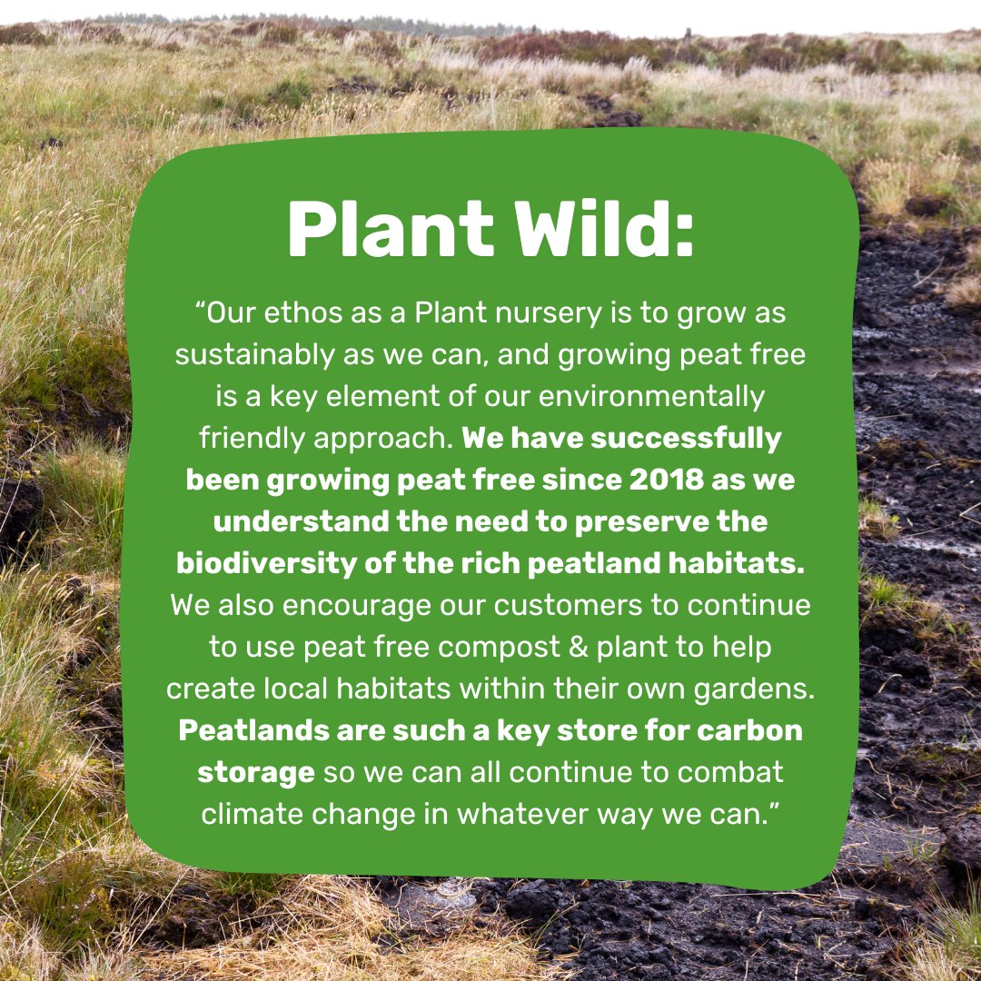 Peat belongs in #BogsNotBags! 📢

@plantwild, based in Somerset, have been growing their native British wildflowers in peat free compost since 2018!

⚠️ Help stand up for Somerset's peatlands by making noise for peat today: somersetwildlife.org/banpeatextract…