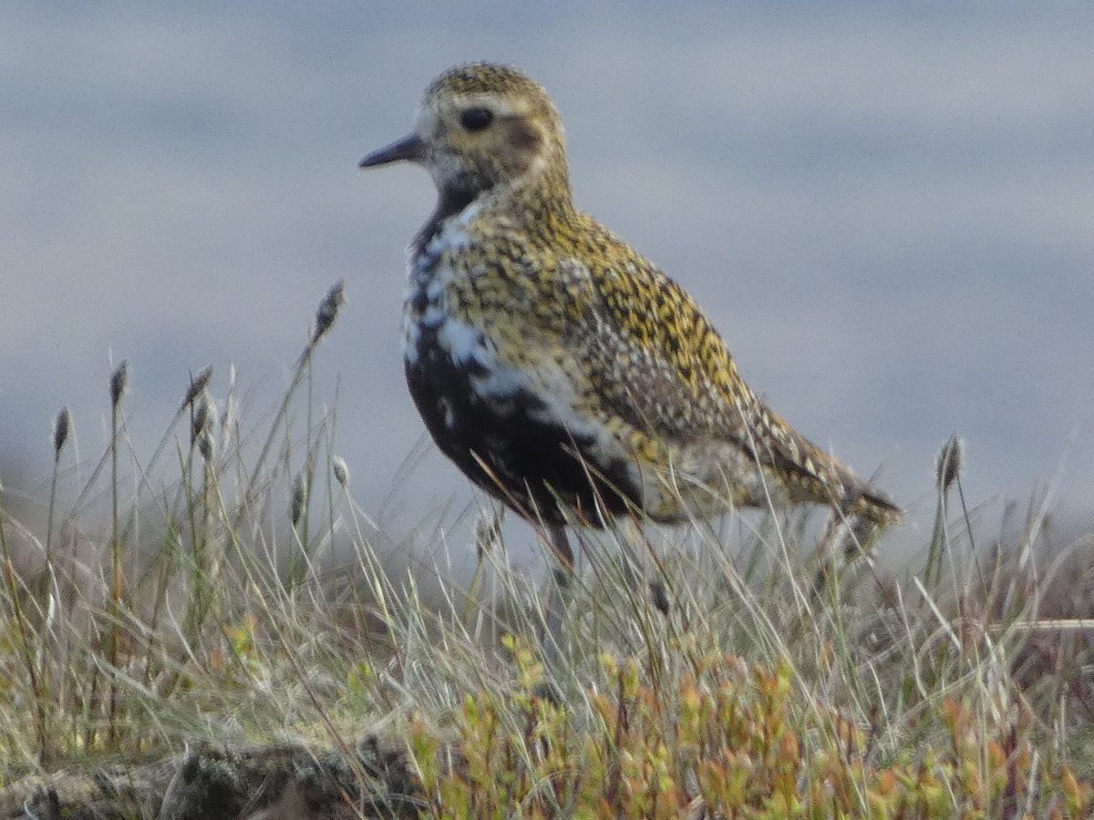 Yorkshire Walks and Wildlife tweet media