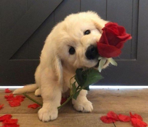 sswluv_'s tweet photo. 로즈데이🌹 
                                                                       to.상원 https://t.co/OXl6S9lrlh