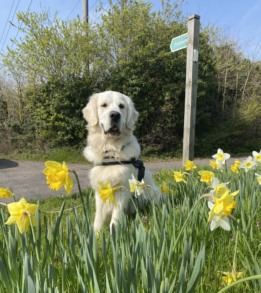 Paul_Vine1's tweet image. AHHHHHHHHHHHHHHHH…..got tea tree oil and mint shower gel in my eye. 

Well at least I have the right dog for my impending blindness 

#GuideDogsForTheBlind

#andforthestupid