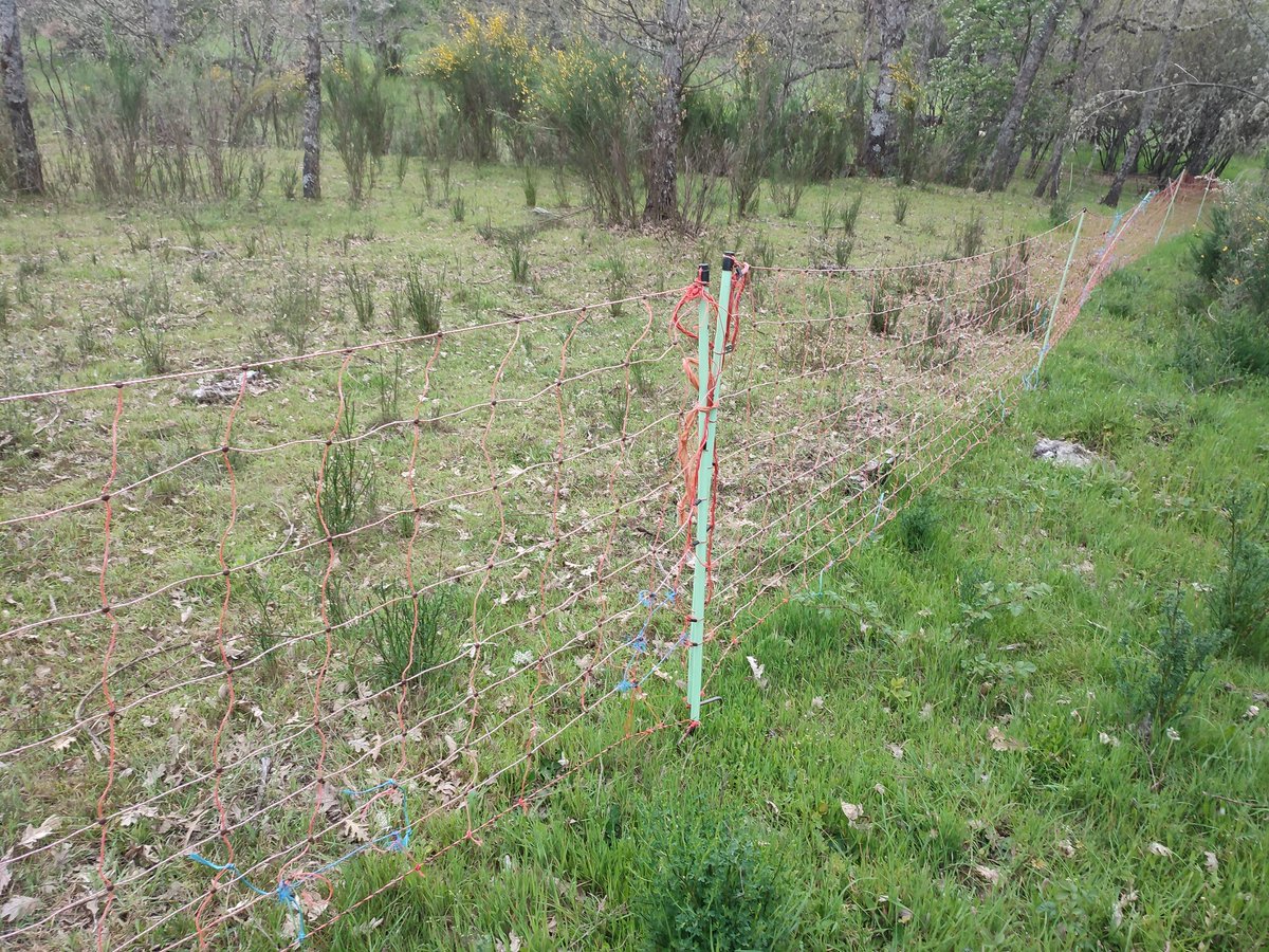 En esta foto se muestra l beneficio d usar pastor eléctrico, como ayuda a limpiar contra incendios y a regenerar el suelo tras l natural abonado y posterior descanso. Ad+ ayuda a mejorar la calidad del pastoreo,la protección frente al lobo y l conciliación laboral d l@s pastor@s