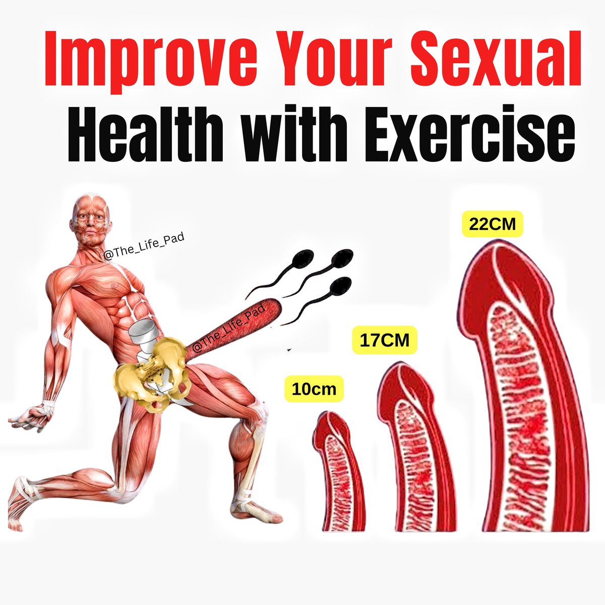 Improve Your Sexual Health with Kegel Exercises 🍆

(for educational purpose)