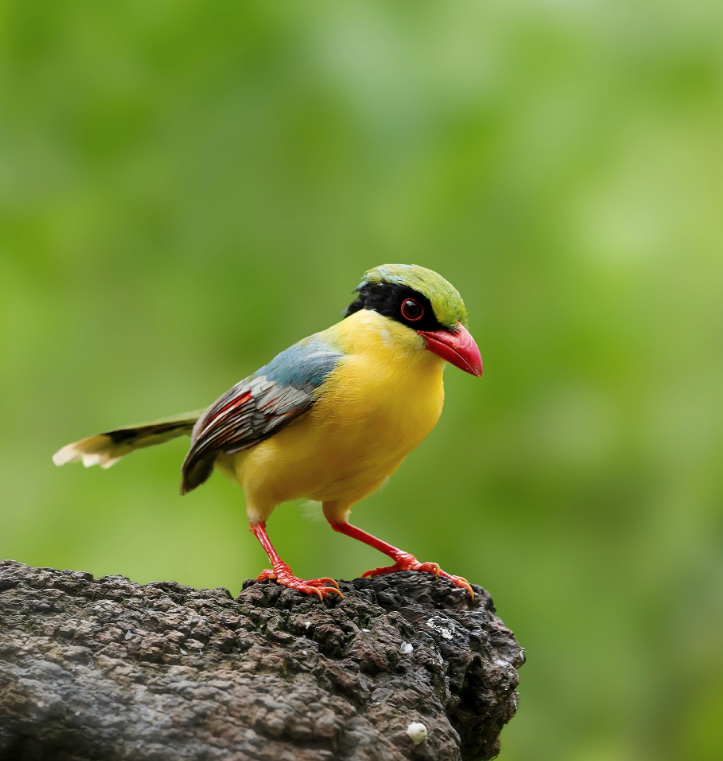 Guess the name of the bird😘
#nature #photography #birding 
#birdwatching #LovelyBirdsInChina