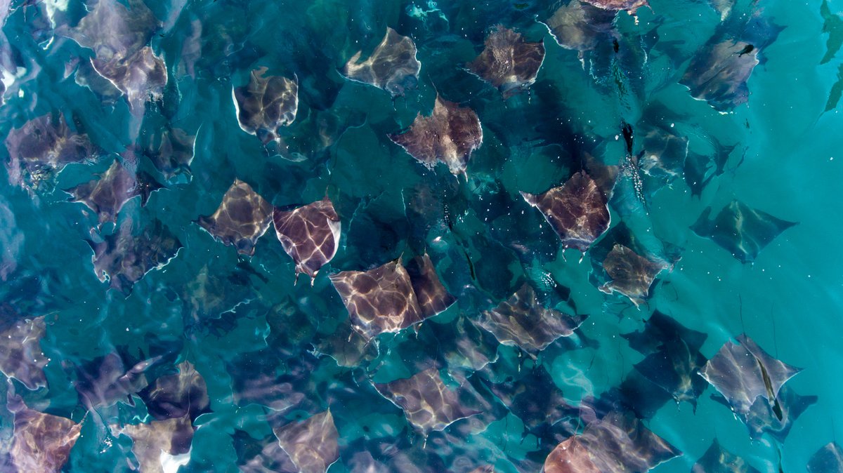 CITES's tweet photo. #DYK Sharks, queen conch and seahorses are among the 40,900+ CITES-listed animals and plants 🦈🌊

Experts have taken a deep dive into the application of criteria to amend the CITES Appendices for commercially exploited #aquaticspecies.

Full article 🗞️ https://t.co/c0GJ1rxr5T https://t.co/3sqt4NCFg8
