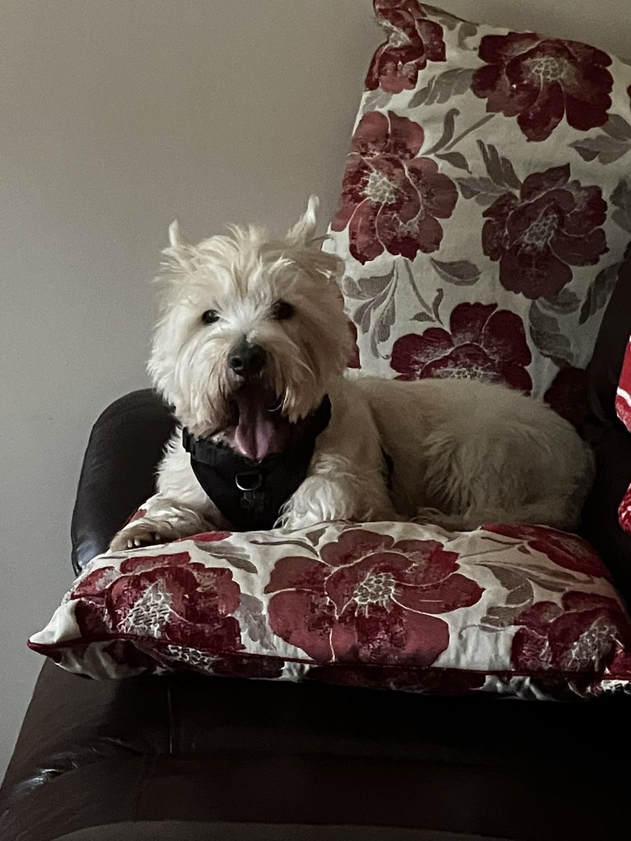 Happy Tongue out Tuesday brought to you from hoograns sofa!!!! Iz on de flowery cooshin throne!!! #TongueOutTuesday