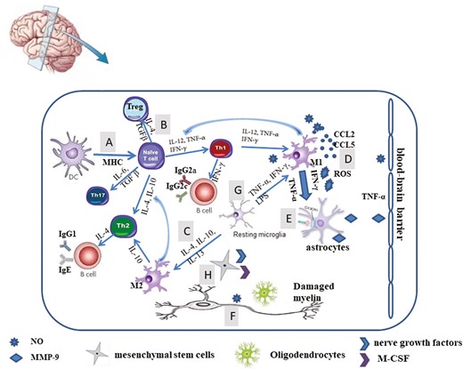 Autophagy modulation in #MultipleSclerosis & experimental autoimmune encephalomyelitis This review summarises the complex mechanisms of #autophagy in MS & #EAE, providing potential therapeutic approaches for the management of MS Free access 👉bit.ly/49qrXYH
