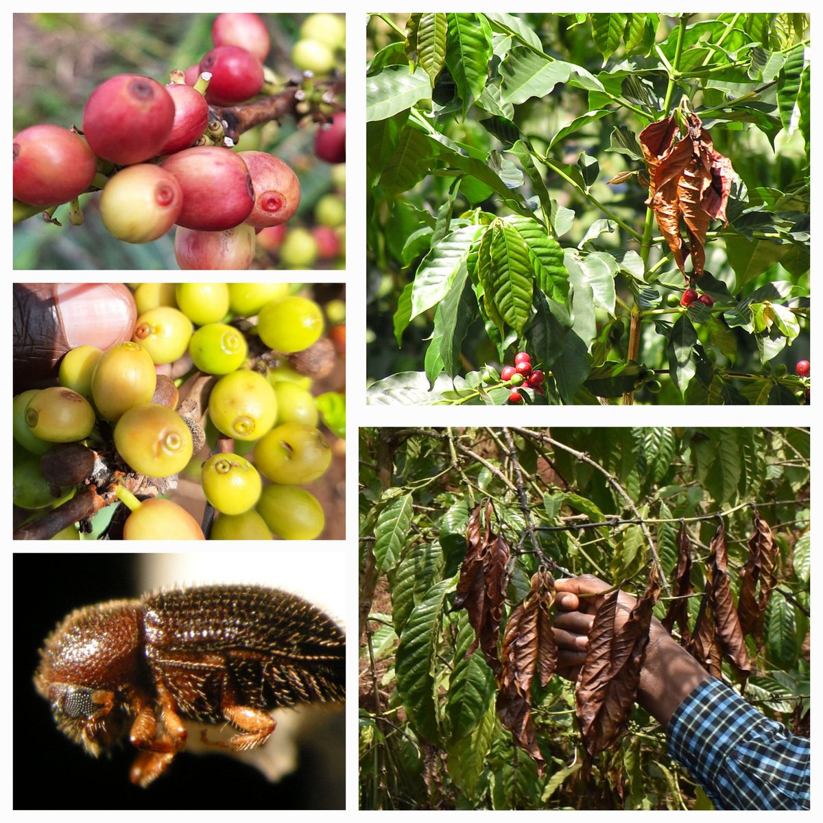 BLACK COFFEE TWIG BORER (BCTB): This is a tiny beetle that tunnels into coffee branches, damaging coffee plants. Females create pin-sized entry holes where they cultivate a special fungus inside the branch for food, hence harming the plant. The visible signs of infestation