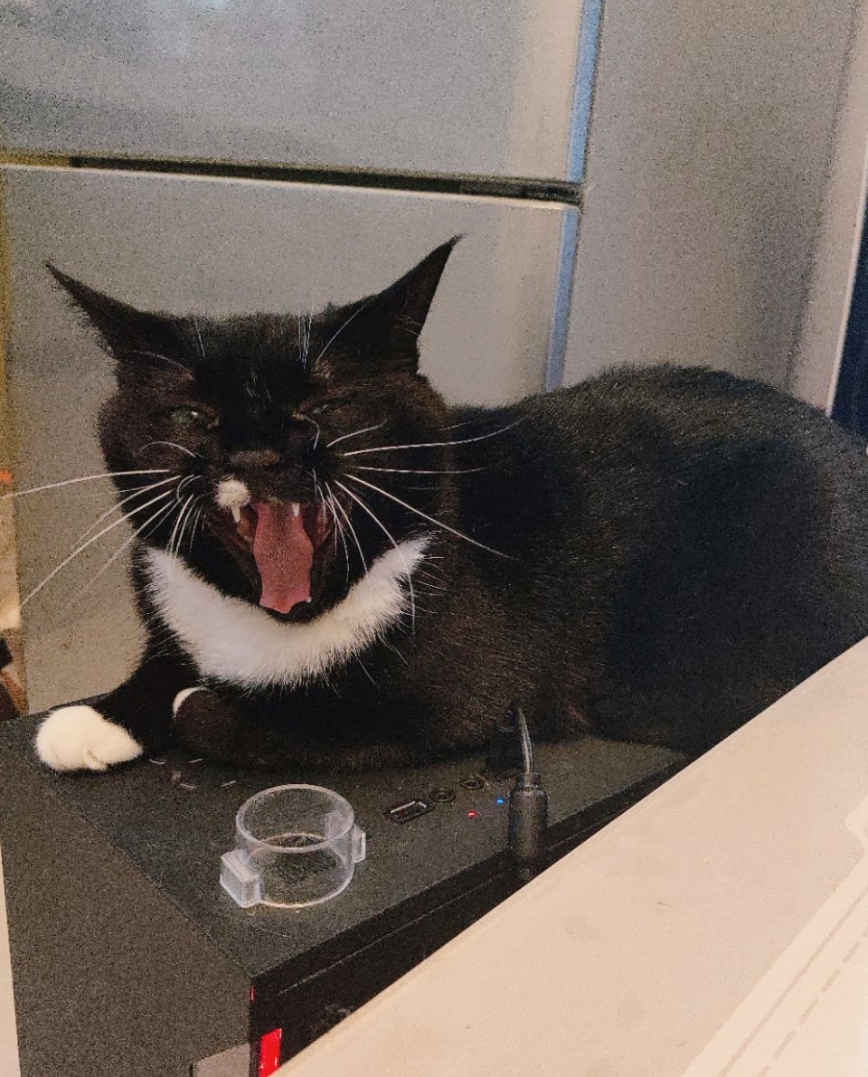 chain247's tweet image. 画画家猫