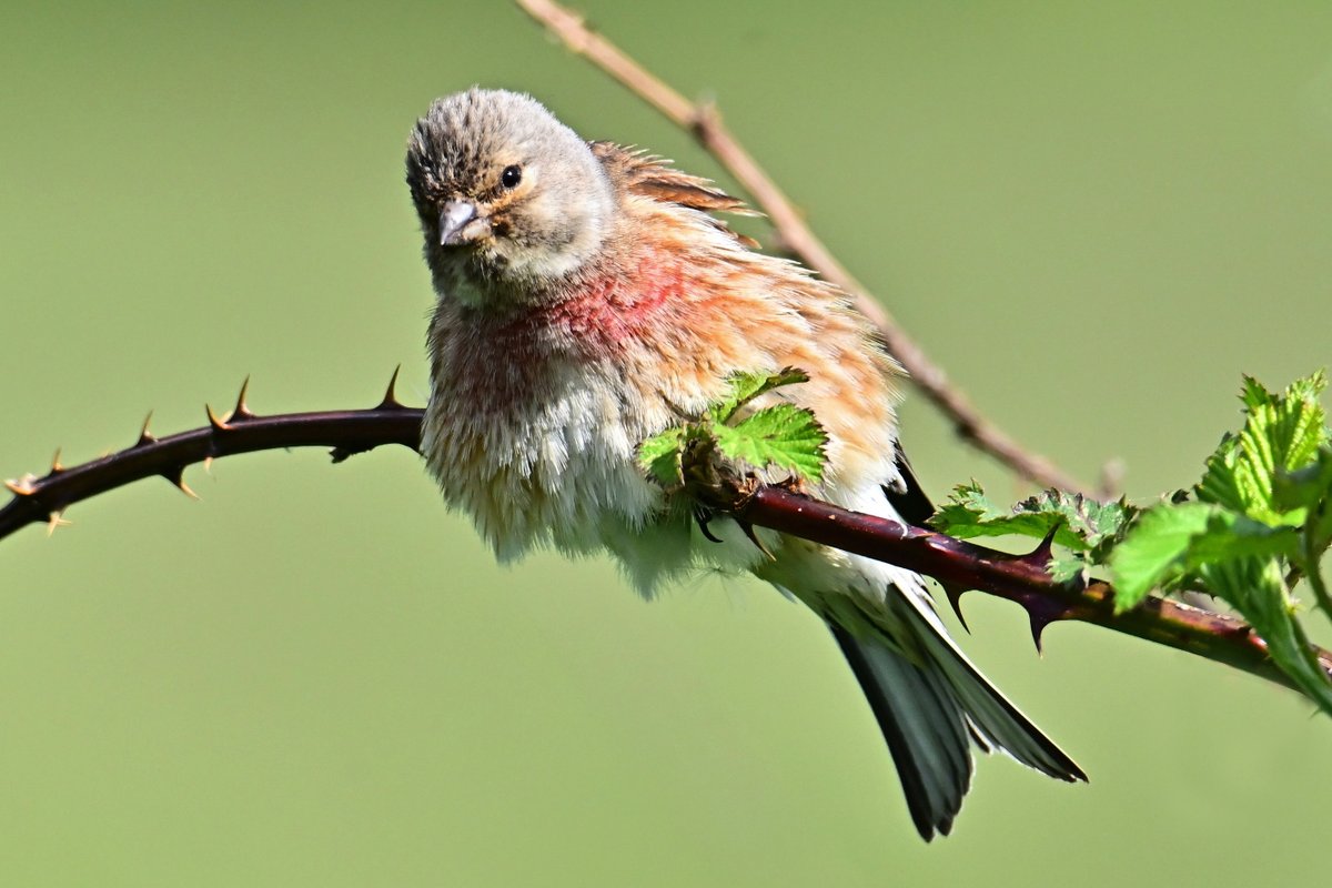 📷 Linotte mélodieuse mâle - Linaria cannabina - Common Linnet. ☀️ #birds #oiseau #nature #NaturePhotography #BirdTwitter