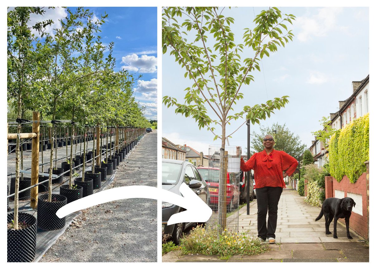 UPDATE: We're now taking sponsorship requests for street tree planting this coming winter 24/25 📌You choose the location 🔍Your council surveys 👍🌳If all ok, the tree is planted 🩷🚿You get to look after it Find out if your council is taking part👇