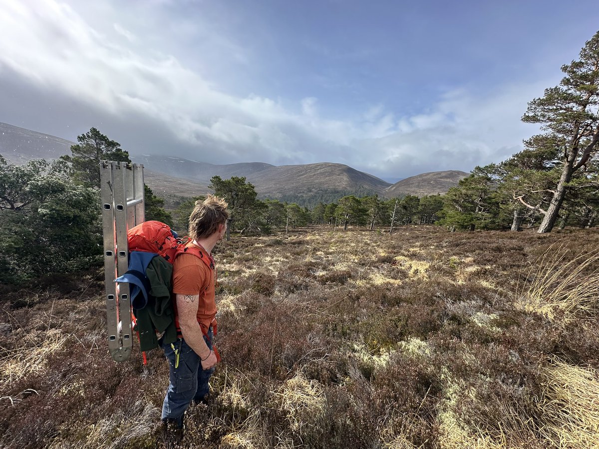 Dr. Tom Ovenden (@woodecology) on Twitter photo Fantastic couple of days fieldworking with <a href="/DanielaKrebber/">Daniela Krebber</a> & <a href="/robinbattison/">Robin Battison</a> installing sensors on Scots pine #trees in the #Cairngorms.
We (<a href="/Forest_Research/">Forest Research</a>) are collaborating with @tommaso_jucker to build a European mountain network to understand the impacts of #ClimateChange Fantastic couple of days fieldworking with <a href="/DanielaKrebber/">Daniela Krebber</a> & <a href="/robinbattison/">Robin Battison</a> installing sensors on Scots pine #trees in the #Cairngorms.
We (<a href="/Forest_Research/">Forest Research</a>) are collaborating with @tommaso_jucker to build a European mountain network to understand the impacts of #ClimateChange