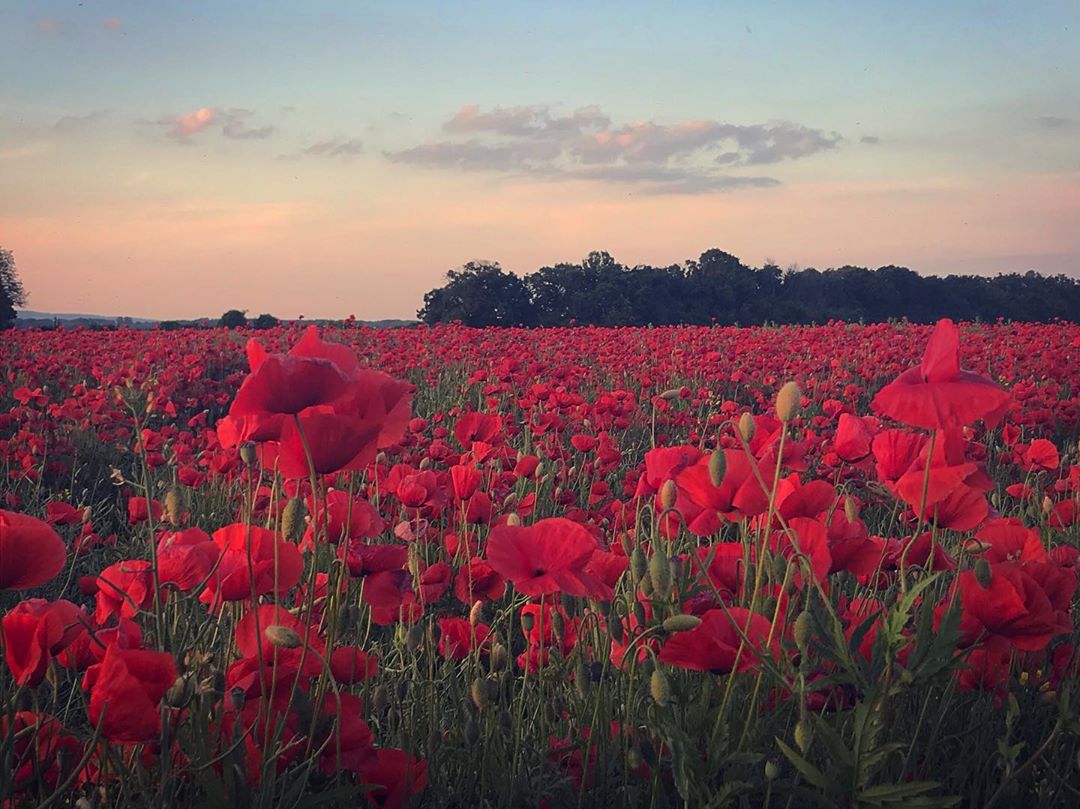 Feel like getting lost in a sea of poppies? Make sure to find your way to the enchanting town of Donji Miholjac! Photo by m1smagus #DonjiMiholjac #CroatiaFullOfNature