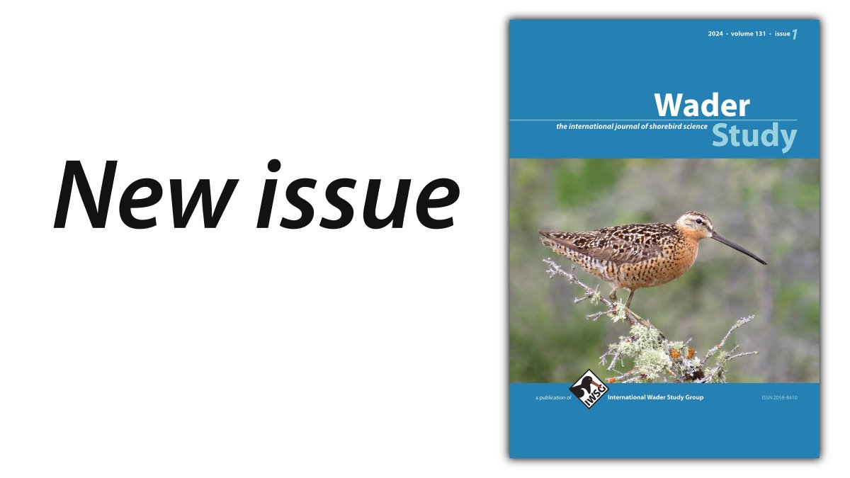 The 1st WADER STUDY issue of 2024 is complete! Links to all the contents in this thread 👇 #waders #shorebirds #ornithology