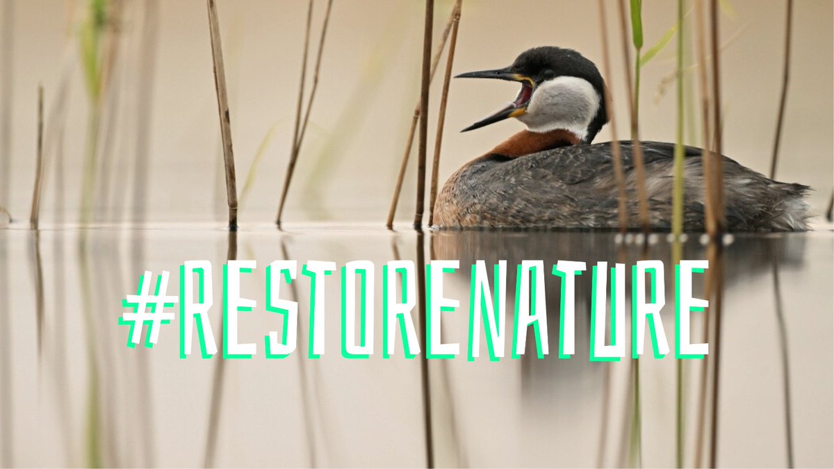 🚨EU Ministers are calling to get the law to #RestoreNature finally approved! Today, 11 representatives of supporting Member States sent a letter to their counterparts from the opposing countries, asking them to review their position and support the Nature Restoration Law.