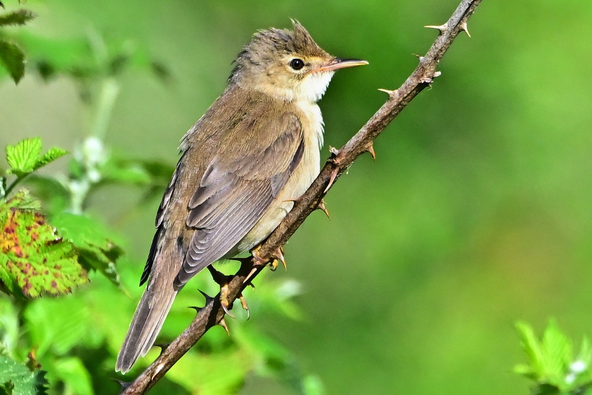 📷 Rousserolle verderolle - Acrocephalus palustris - Marsh Warbler. #birds #oiseau #nature #NaturePhotography #BirdTwitter