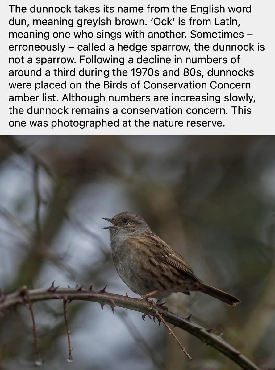 Emma Lord 🇪🇺🐾 🌱 🏳️‍🌈💙🪐🐈‍⬛ (@sagacious_cat) on Twitter photo 