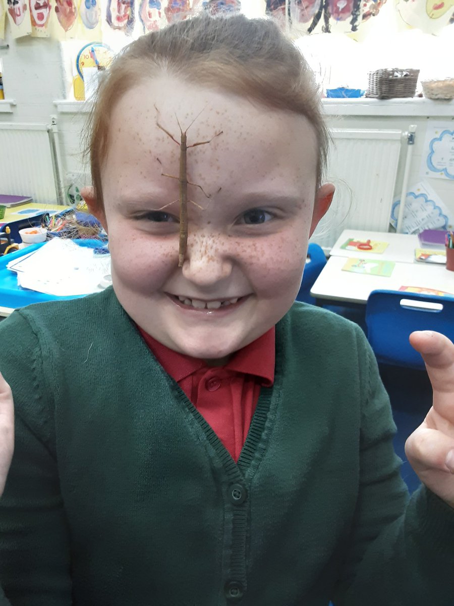 MrsQuinnYPS's tweet image. 1Q decided that looking after the stick insects is a good way to show #consideration for mental health week. It made us happy!
