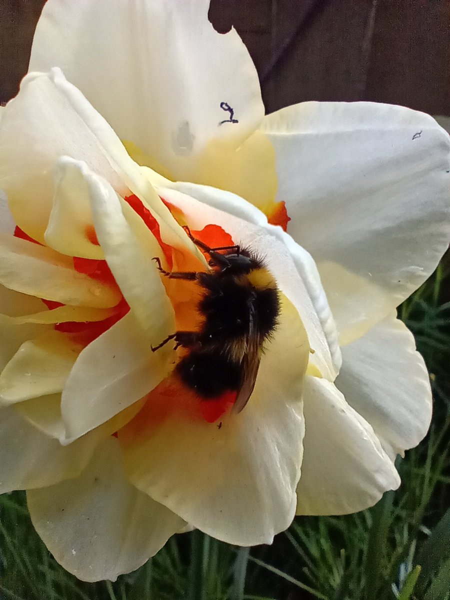 These double/ triple daffodils aren't very good for garden wildlife as it's hard for them to access the nectar. But this one was good shelter from the rain for this #bumblebee! #peatfree #peatfreegardening