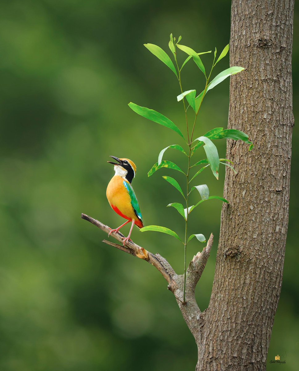 Time of the year when Indian Pitta begin their nesting, across the jungles of India, their calls reverberating through forests at dawn & dusk This beautiful picture taken in May 2022 by Birder Saikat at #Bishnupur , #WestBengal #MyDailyBird #IndiAves #BirdTwitter #birding